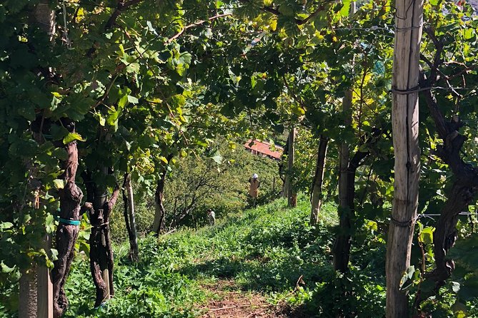 A Sparkling Day in the Prosecco Hills from Venice - Quick logistics tips to avoid day-trip stress