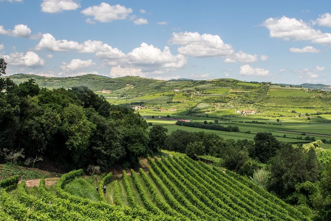 Amarone & Soave Wine Tour with Sommelier – Visit Verona - Winery Stop 2: Valpolicella, Amarone-style reds, and small-producer hospitality