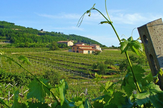 Amarone & Soave Wine Tour with Sommelier – Visit Verona - Food during the day: light lunch plus tasting snacks
