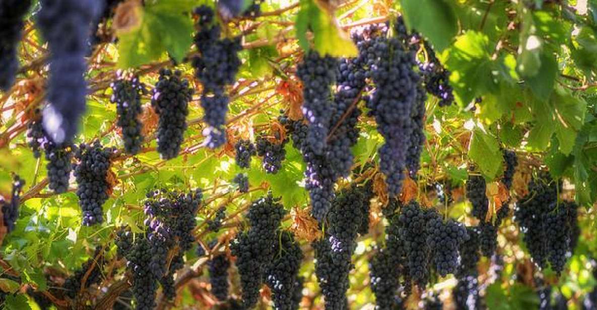 Amarone Wine Tour & Tasting from Venice, Padua or Verona - Valpolicella Valley: the wine logic behind Amarone