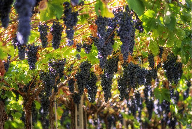 Amarone Wine Tour & Tasting from Venice, Padua or Verona - First cantina in a 15th-century building: where tastings start