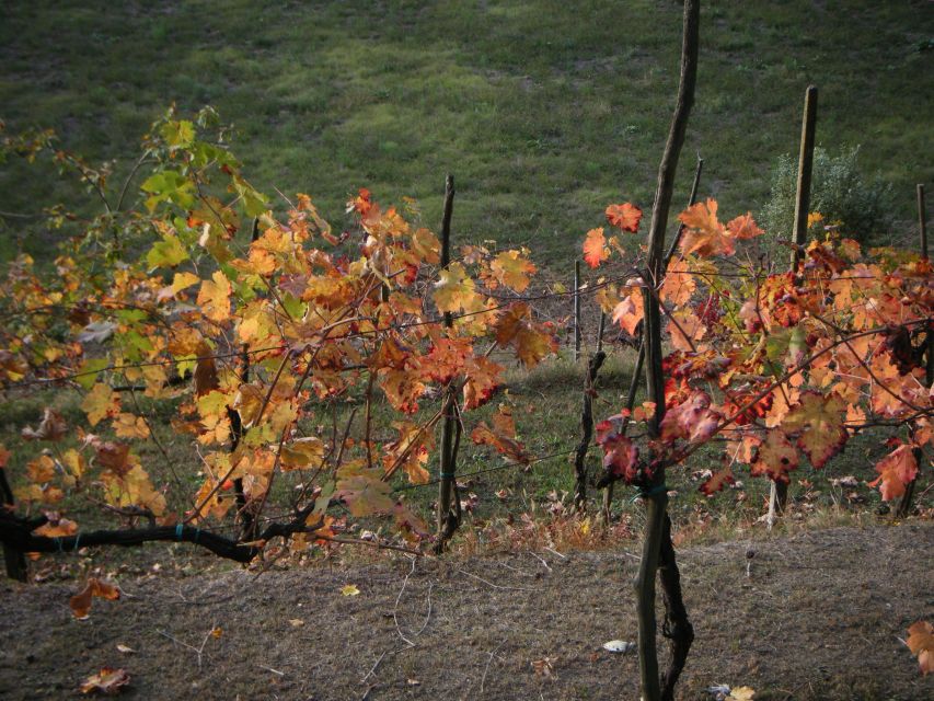 Amarone Wine Tour & Tasting from Venice, Padua or Verona - Lunch at a trattoria: a smart break in the middle of the day