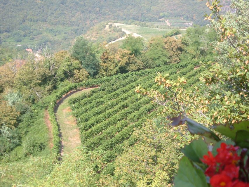Amarone Wine Tour & Tasting from Venice, Padua or Verona - Second cantina: withered grapes and a real producer comparison