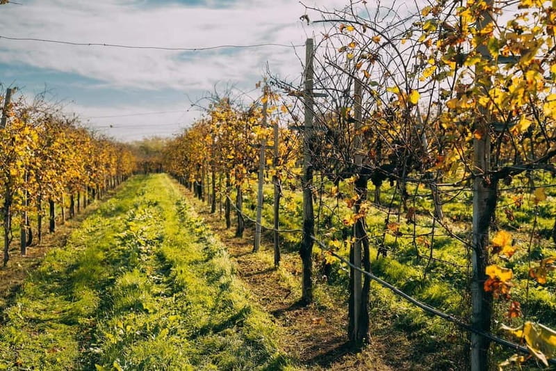From Venice: Prosecco Hills and Wine Tasting Tour - Conegliano stop: winemaker time and the Charmat method