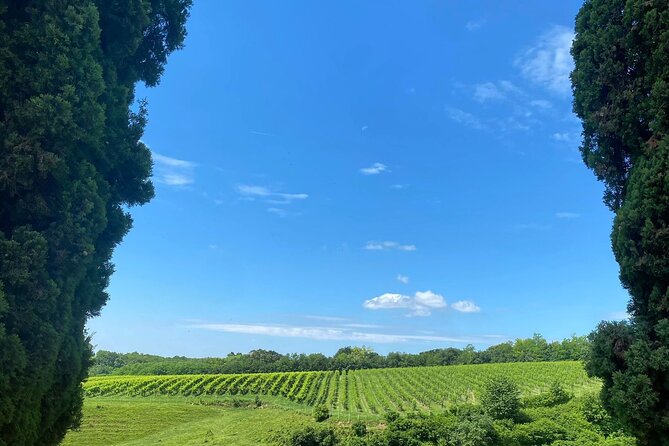 Premium Cheeses and Gins Tour in the Prosecco hills. Full lunch! - San Pietro di Feletto: award-winning cheese, museum details, and wine pairing