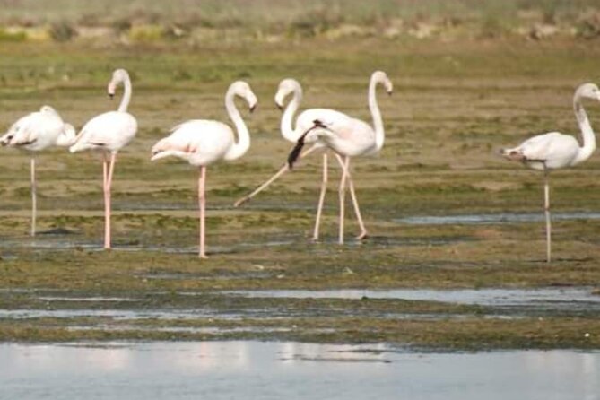 Private Boat Tour to Murano, Burano and Torcello - When to book and how to plan your day in Venice