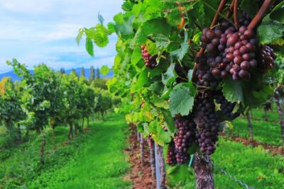 Private Valpolicella Day Trip from Venice: Wine Tasting and Verona - Soave First: Castle Views, Then Back Roads to Amarone Country