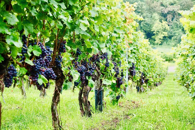 Private Valpolicella Day Trip from Venice: Wine Tasting and Verona - Price and Value: Is $1,175 Worth It?