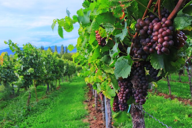 Private Valpolicella Day Trip from Venice: Wine Tasting and Verona - Soave First: Castle Views, Then Back Roads to Amarone Country